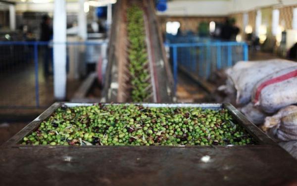 Jordan's olive oil production decline in 2025 requires future proactive plan: Experts