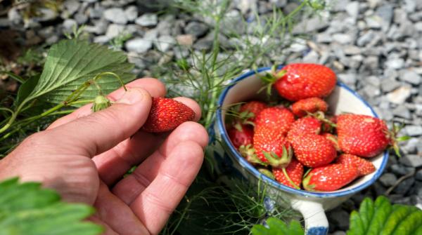 Agricultural producer prices climb 3.2% in early 2026