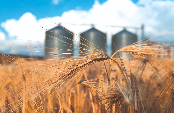 Turkiye remains main importer of Russian grain, wheat – Russian Union of grain exporters
