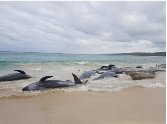 Fifty-one pilot whales die after mass stranding in Australia