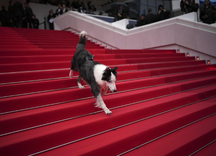 Messi the dog comes to Cannes for an encore | Panorama - Vimarsana News