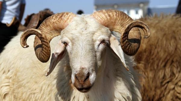 Agriculture Ministry denies rise in livestock prices