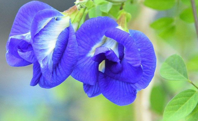 'Magical' Blue Flower Changing Farmers' Fortunes in India