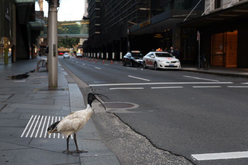 Australia expands COVID lockdown over concern virus has spread from Sydney