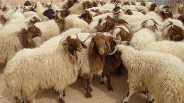 Jordan asks Saudi Arabia to allow import of live livestock | Jordan ...