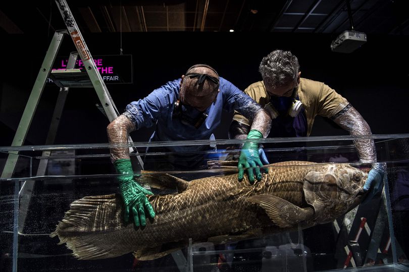 Shark hunters find 420m-year-old 'extinct' four-legged fossil fish alive in  ocean, Panorama
