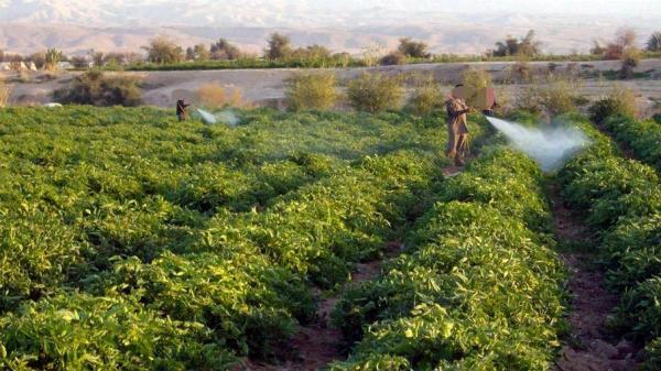 Agricultural growth hits 7% to solidify national food security resilience