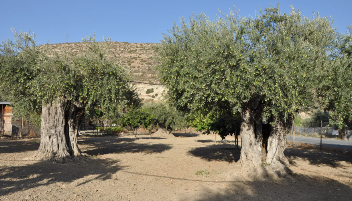 Jordan’s ancient Mehras tree redefines global history of olive cultivation