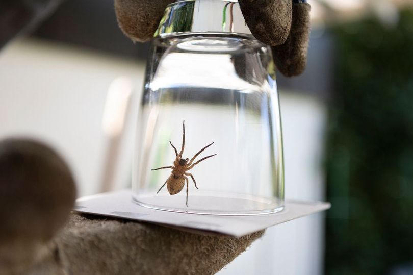Lemon hack which will stop spiders invading your home during mating