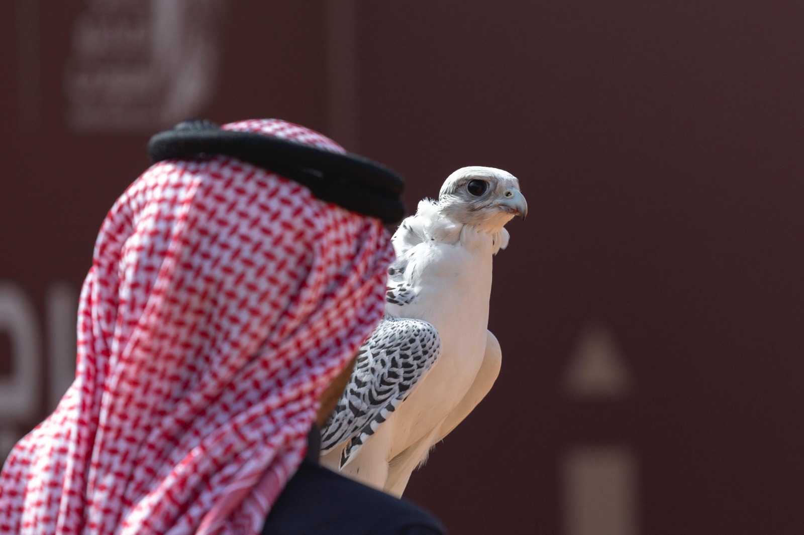 King Abdulaziz Falconry Festival: When Identity Speaks Through Culture