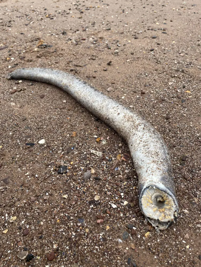 Beach-goers horrified after finding real-life ‘Dune worm’ vampire creature