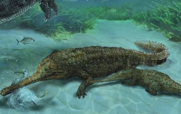 Ancient crocodile species discovered after 7-million-year-old fossil found in Peru