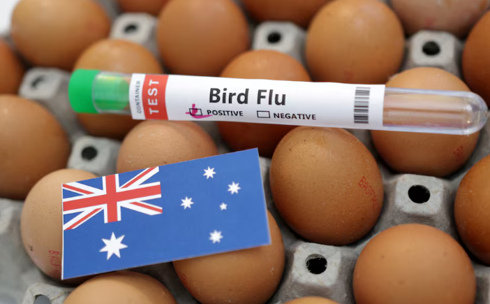 Australia confirms first H5N1 bird flu case in local mammal