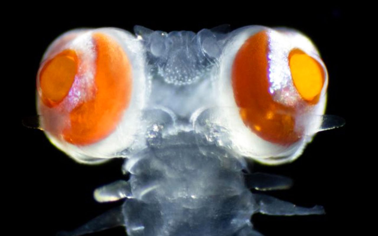 Marine worm with giant eyes 20 times size of its head leaves scientists perplexed