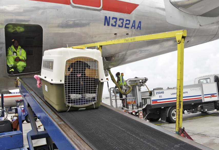 Big airline is relaxing its pet policy to let owners bring companion and rolling carry-on