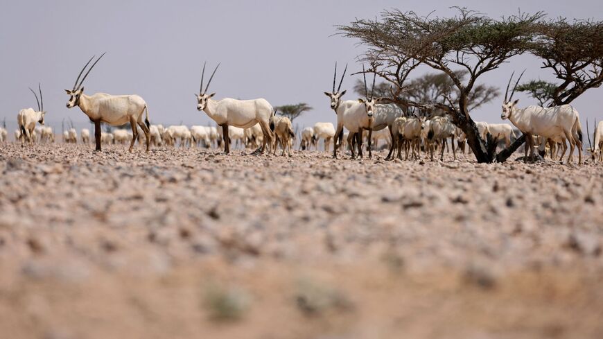 Water scarcity in Jordan threatens nature reserve of rare Arabian gazelle