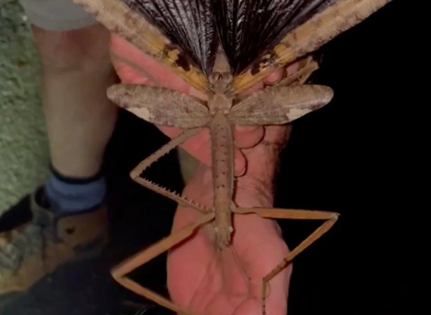 New giant stick insect species is Australia's heaviest, scientists say ...
