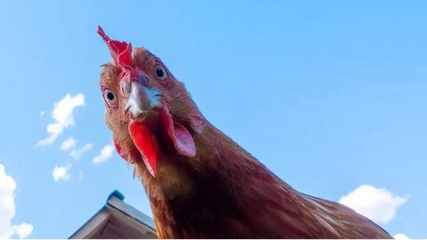 Emotional chickens get red-faced too, study reveals 